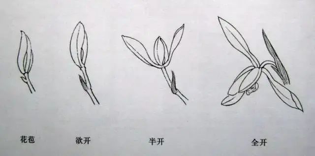 梅兰竹菊的画法步骤及制作方法，值得收藏！