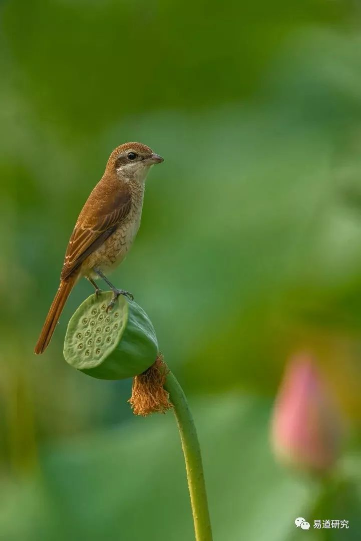 风水堂：知几则吉谨言慎行