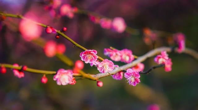 梅花易数在线排盘元亨利贞「元亨利贞网梅花易数在线排盘」