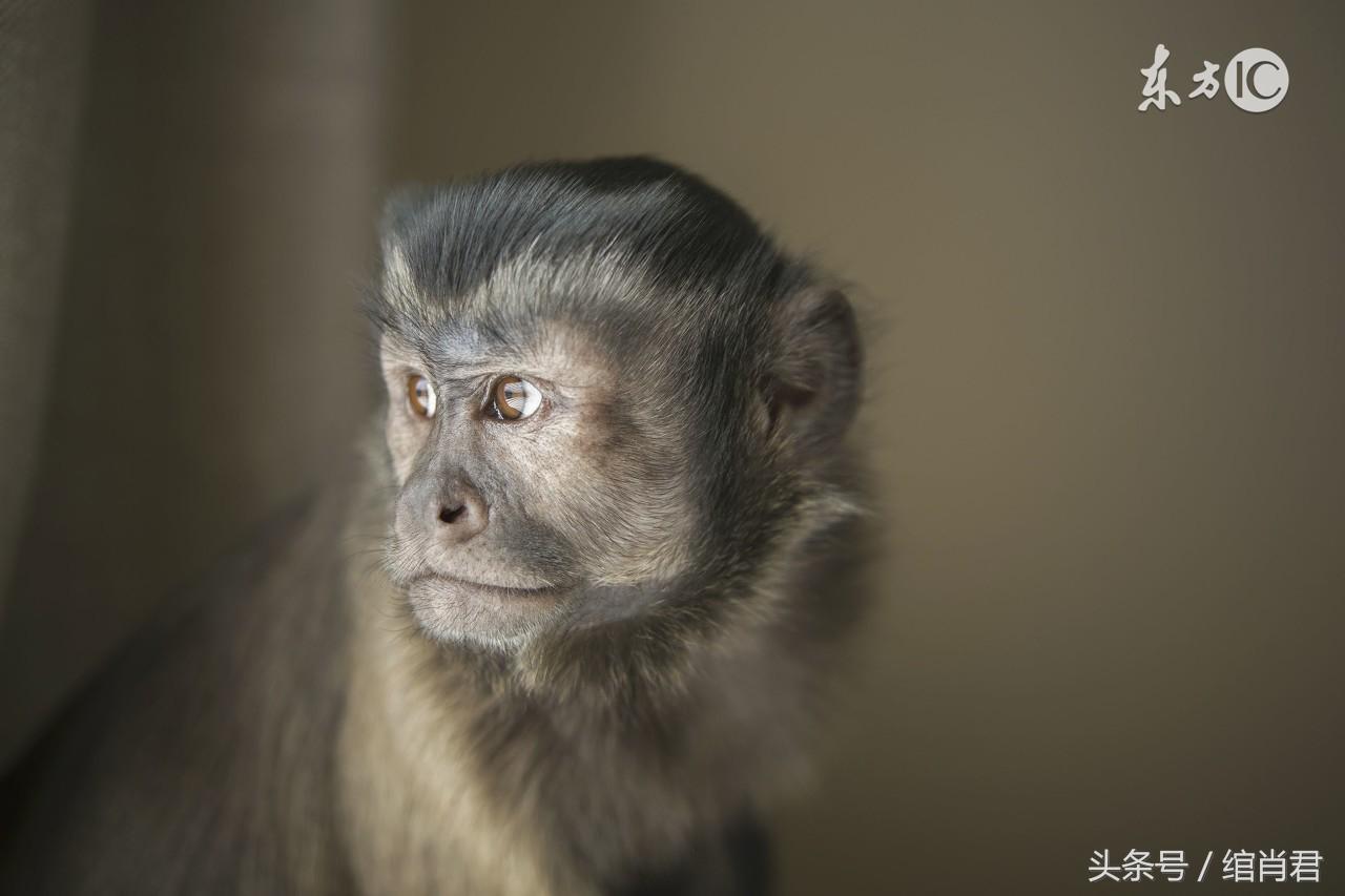 命里最苦的出生月份你家有属猴的吗？