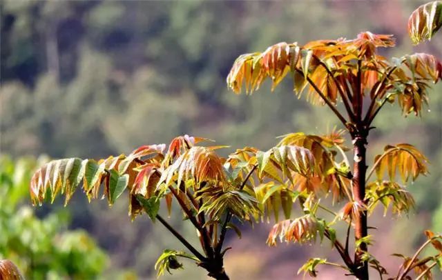 想要花园前院变成入户第一抹风景，究竟应该如何对待？