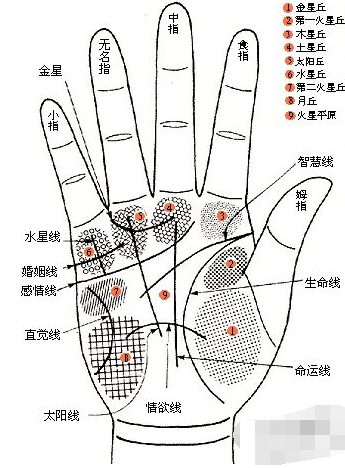 图解男左手详解,教你如何看手相图解