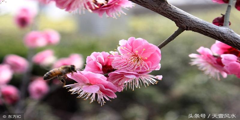 深入探讨梅花体用概念，解析阴阳交互的奥秘